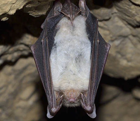 Bat Removal Service in Clearwater, FL