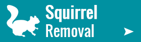 Squirrel Removal