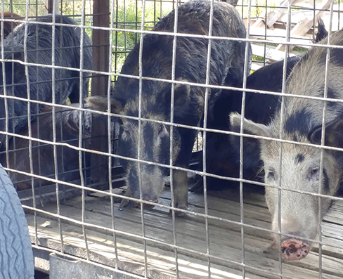 Hogs  Removal Services in Clearwater, FL